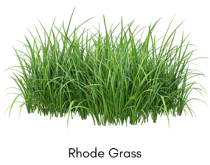 Rhodegrass-3