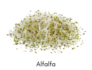 alfalfa-1