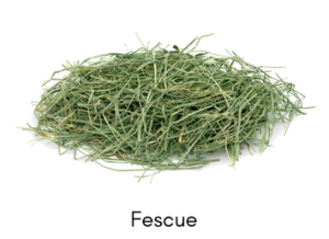fescue-4